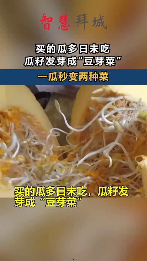 豆芽在线吃瓜,揭秘网络热点背后的真相与笑料