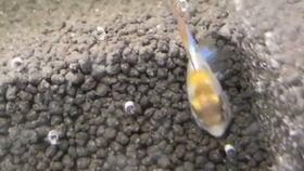 胡子瓜怎么切块吃