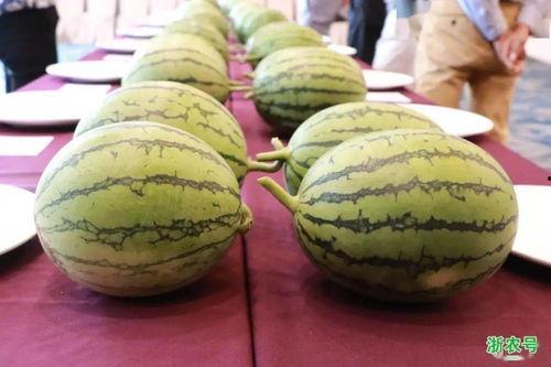 2024年安阳吃瓜比赛,瓜界盛宴，谁将问鼎“瓜王”宝座？
