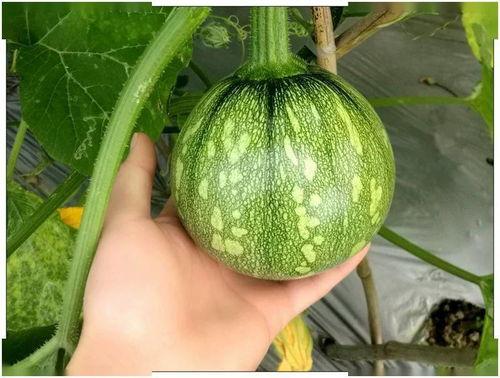 小蒙吃瓜,揭秘娱乐圈那些不为人知的幕后故事