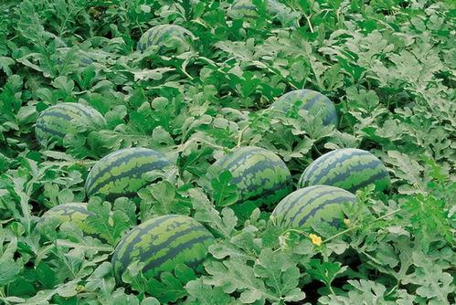 霍州吃货吃瓜群微信