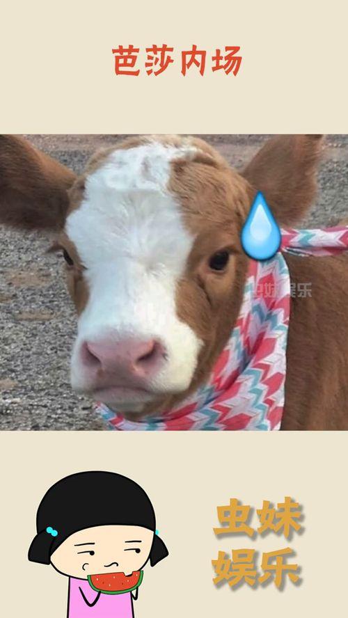 抖音吃瓜有感,揭秘网络舆论背后的真相与反思