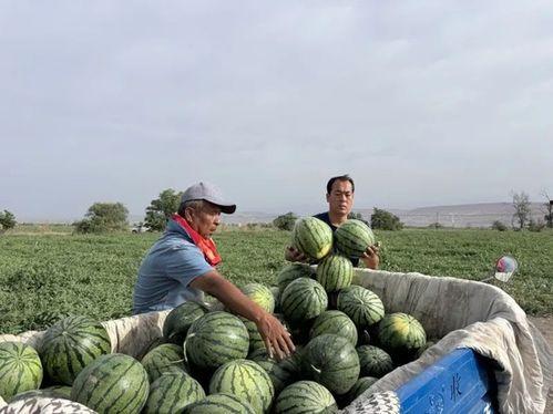 每天劈砖吃瓜,生活乐无边