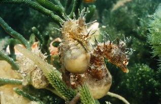 海马吃瓜视频,揭秘海洋生物的趣味食性