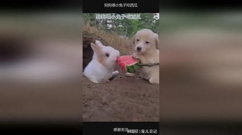 兔子吃瓜么,揭秘兔子饮食习惯之谜