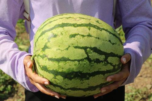 小沙吃瓜,揭秘瓜界那些事儿