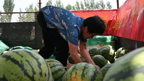 外网看云南大妈吃瓜,瓜果盛宴中的生活画卷