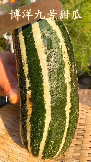 这瓜还可以吃吗,探究“这瓜还能吃吗”的真相