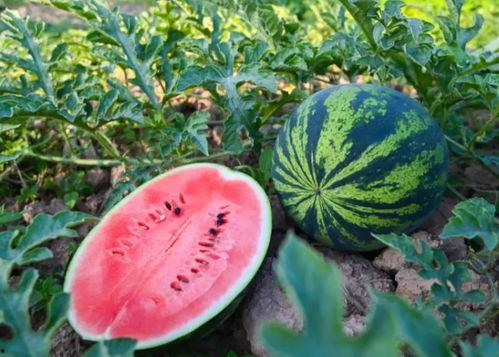 吃瓜临漳,探寻古郡新颜的美食之旅