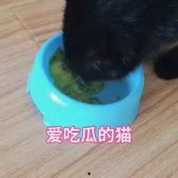 猫咪下午吃瓜视频