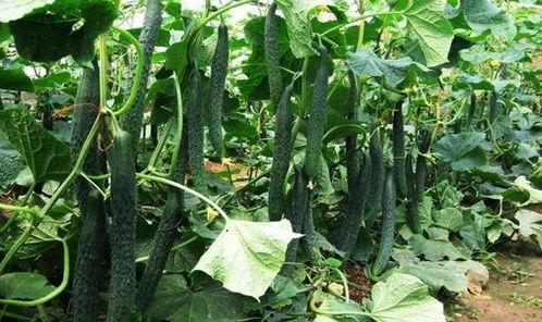 什么时节可以吃瓜,尽享清凉——瓜果盛宴时节