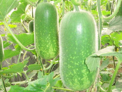 吃瓜季季后续,揭秘娱乐圈风云再起