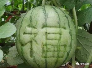 卖花 吃瓜,市井生活的一抹色彩