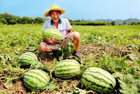 蹲瓜地吃西瓜,尽享夏日清凉——蹲瓜地吃西瓜的惬意时光