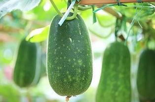 吃哪三瓜,吃哪三瓜，清凉一夏